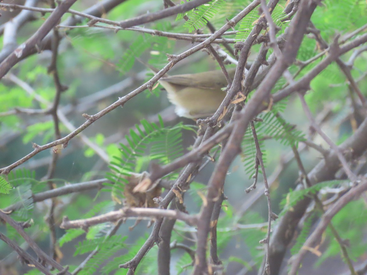 Blyth's Reed Warbler - ML627802767