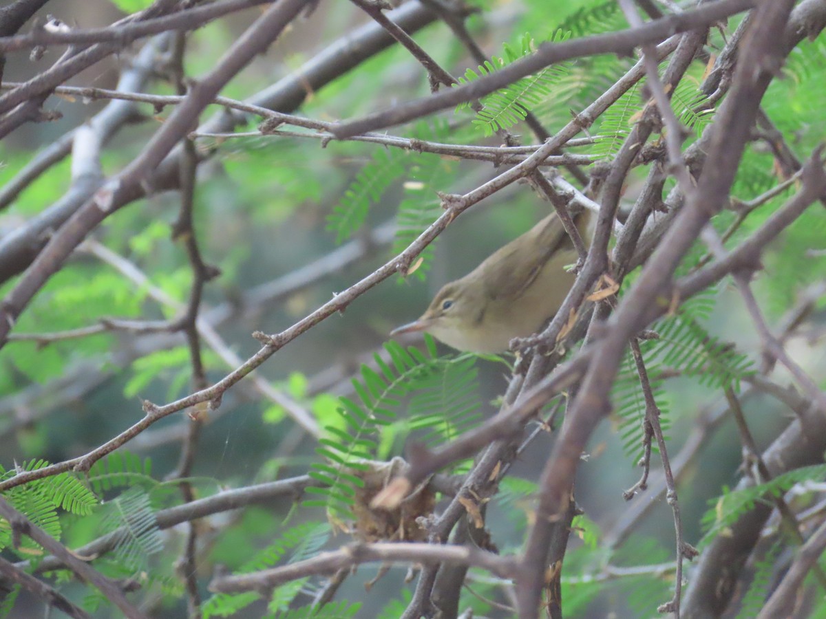 Blyth's Reed Warbler - ML627802768