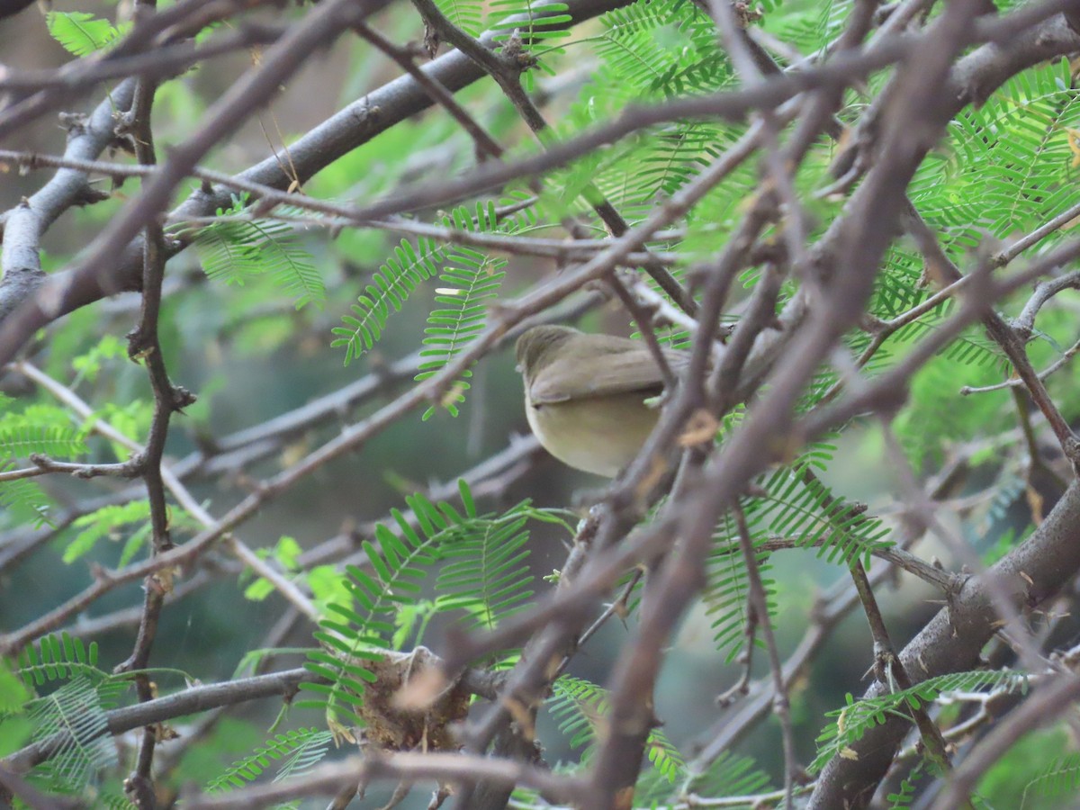 Blyth's Reed Warbler - ML627802769