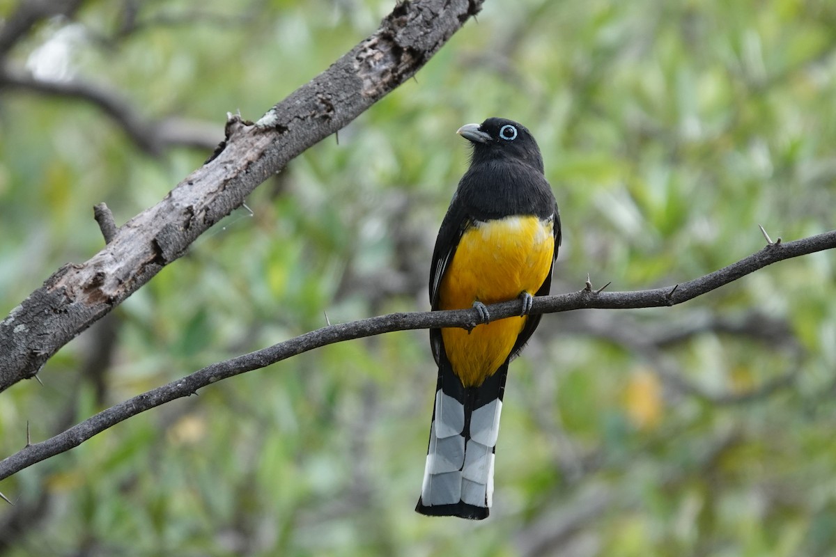 Trogón Cabecinegro - ML627802807