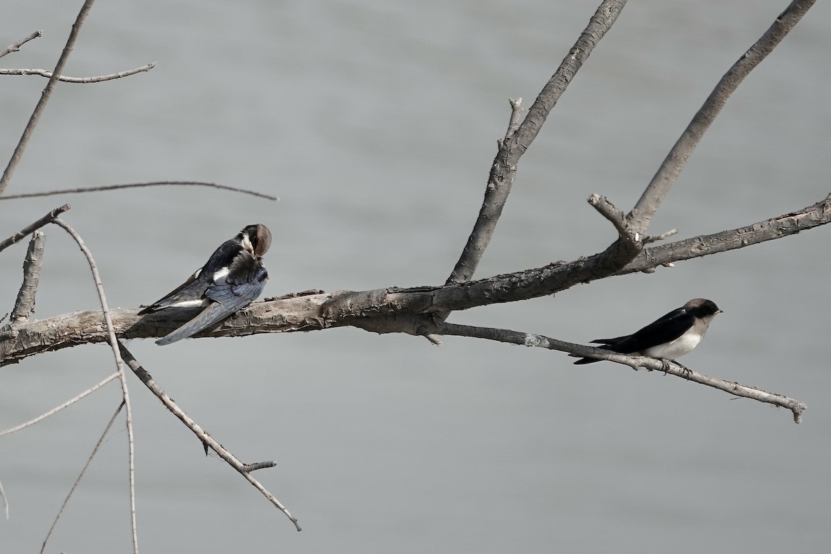 Wire-tailed Swallow - ML627802821