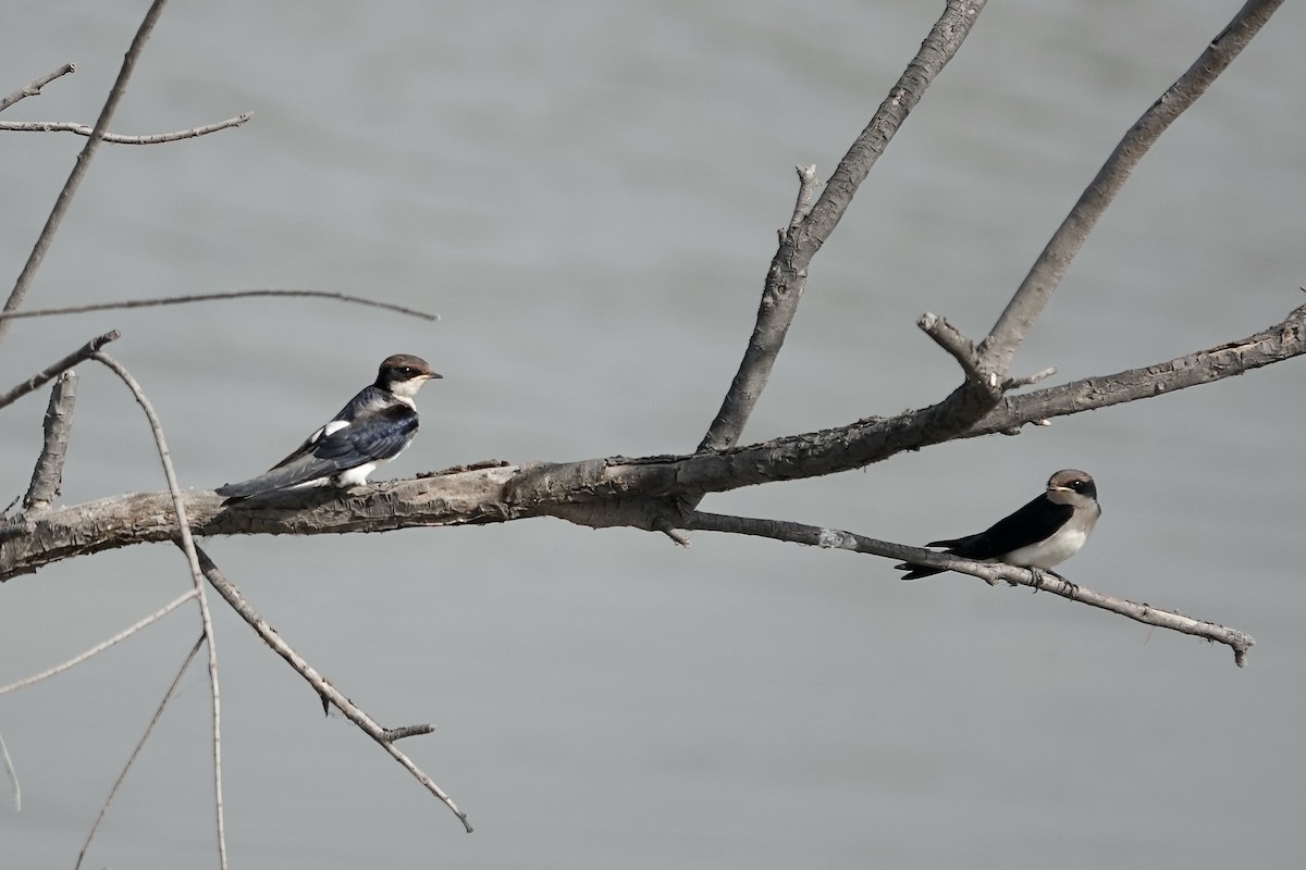 Wire-tailed Swallow - ML627802829