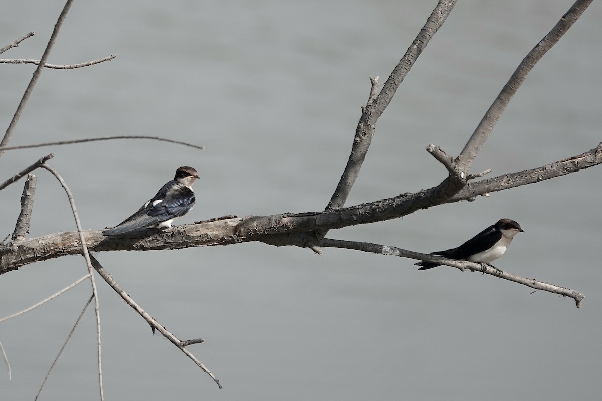 Wire-tailed Swallow - ML627802831