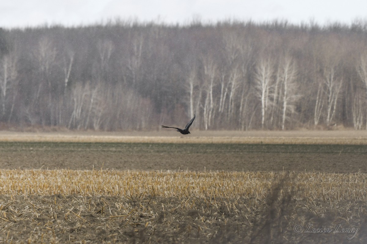 Common Raven - ML627802845