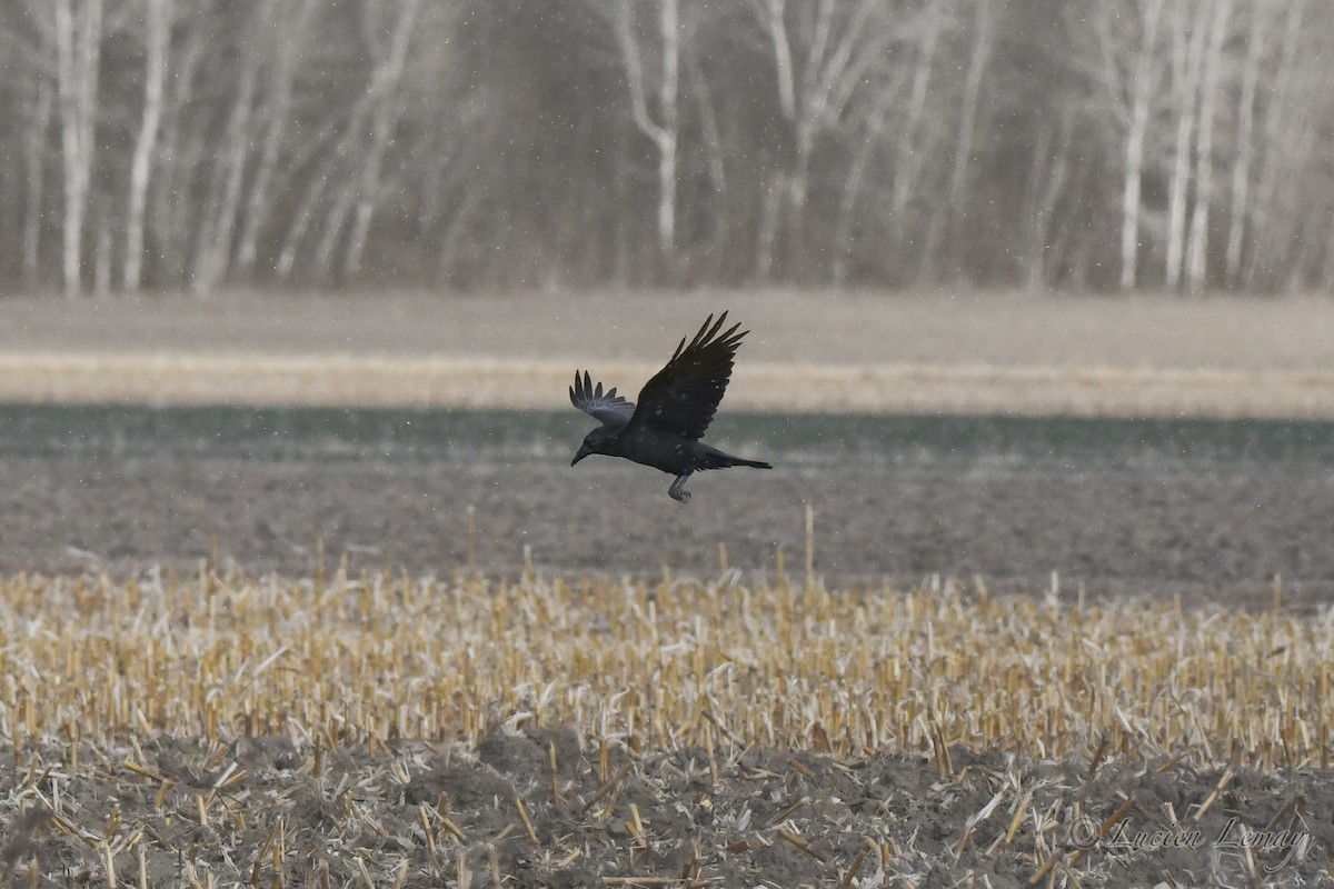 Common Raven - ML627802848