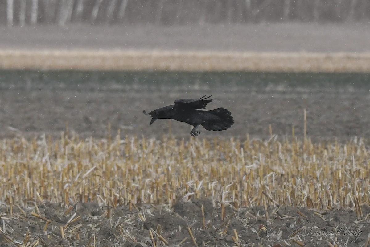 Common Raven - ML627802849