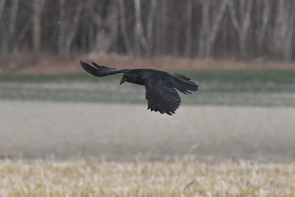 Common Raven - ML627802854