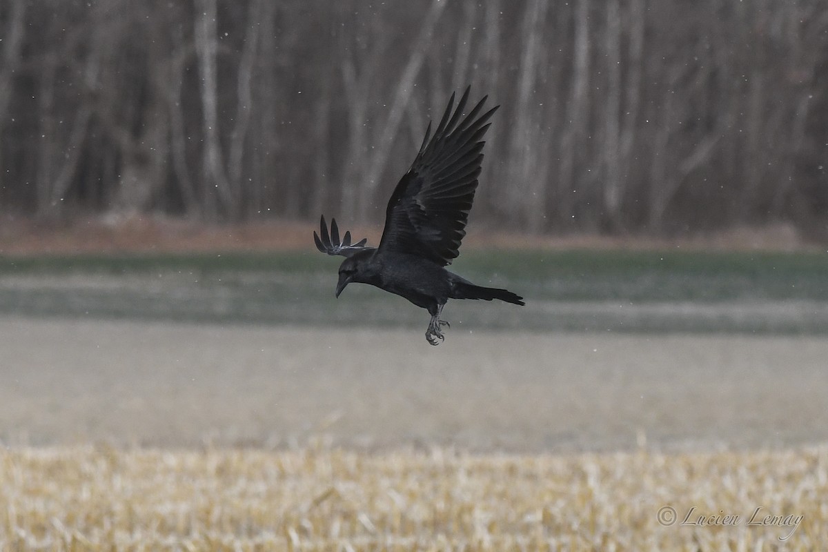 Common Raven - ML627802857