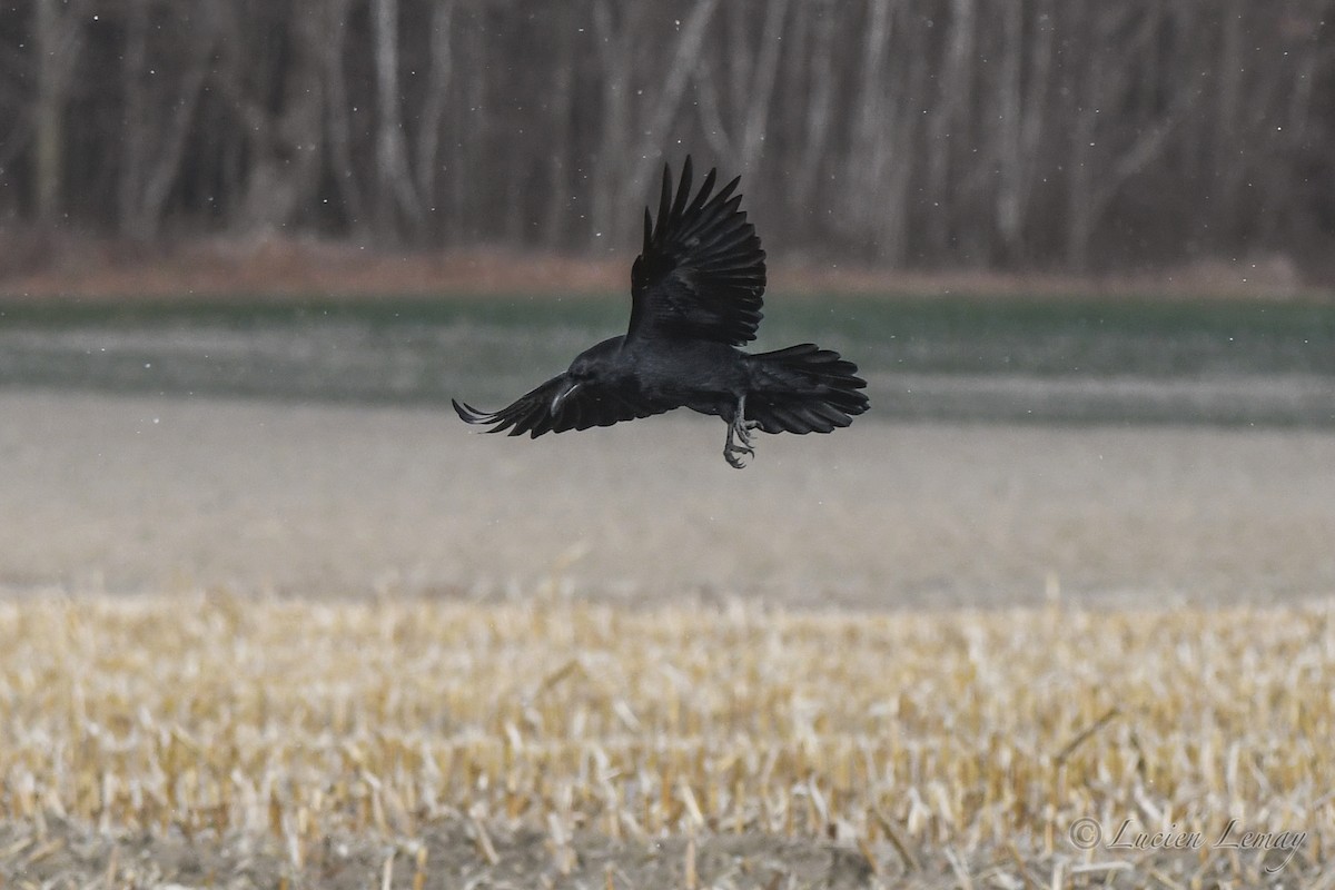 Common Raven - ML627802859