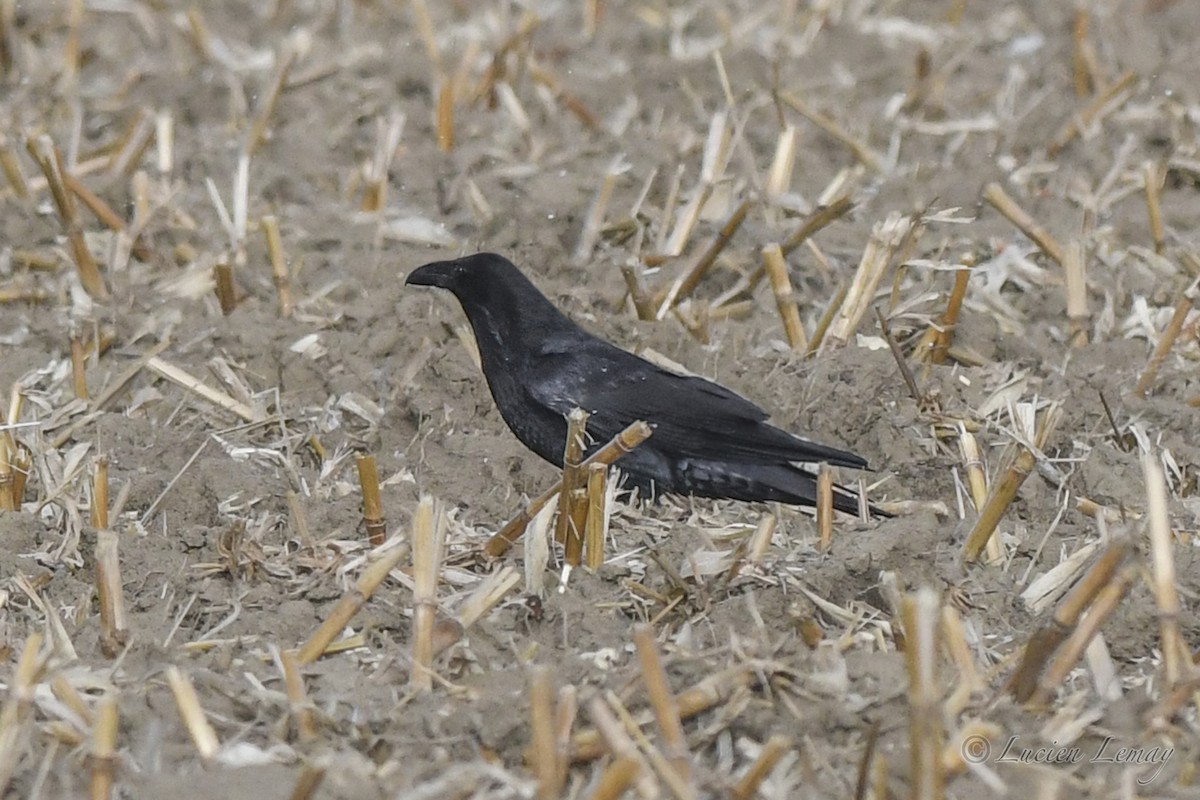 Common Raven - ML627802861