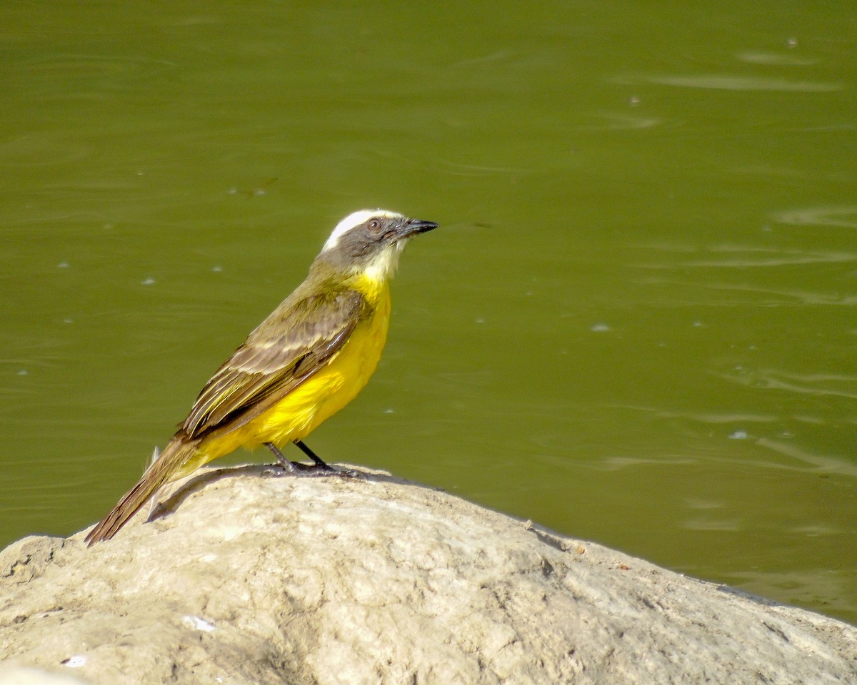 Social Flycatcher - ML627802918