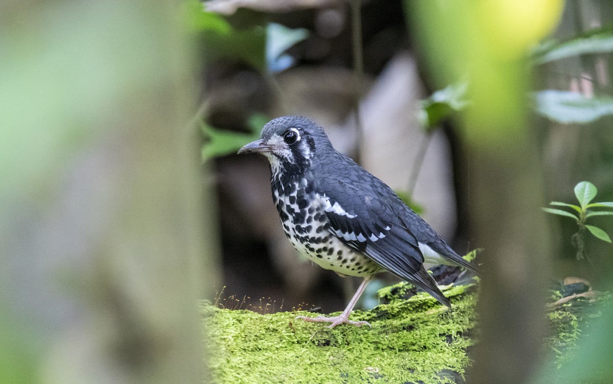 Ashy Thrush - ML627802927