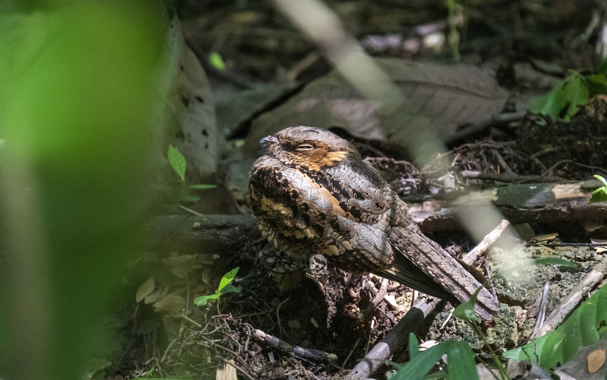 Philippine Nightjar - ML627802933