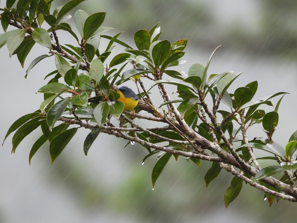 Parula Pitiayumí - ML627802934