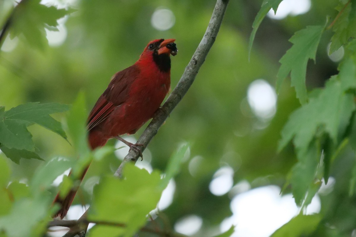 Northern Cardinal - ML627802953