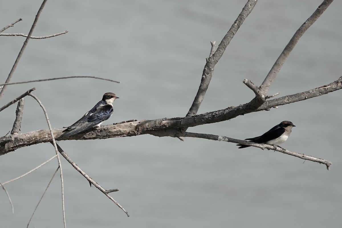 Wire-tailed Swallow - ML627802957