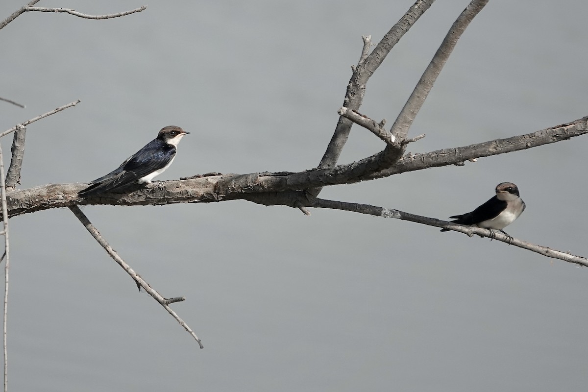 Wire-tailed Swallow - ML627802966