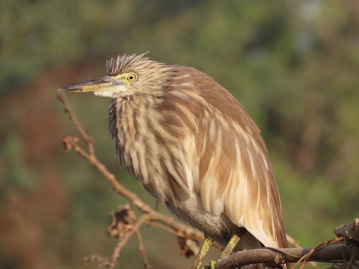 Indian Pond-Heron - ML627803168