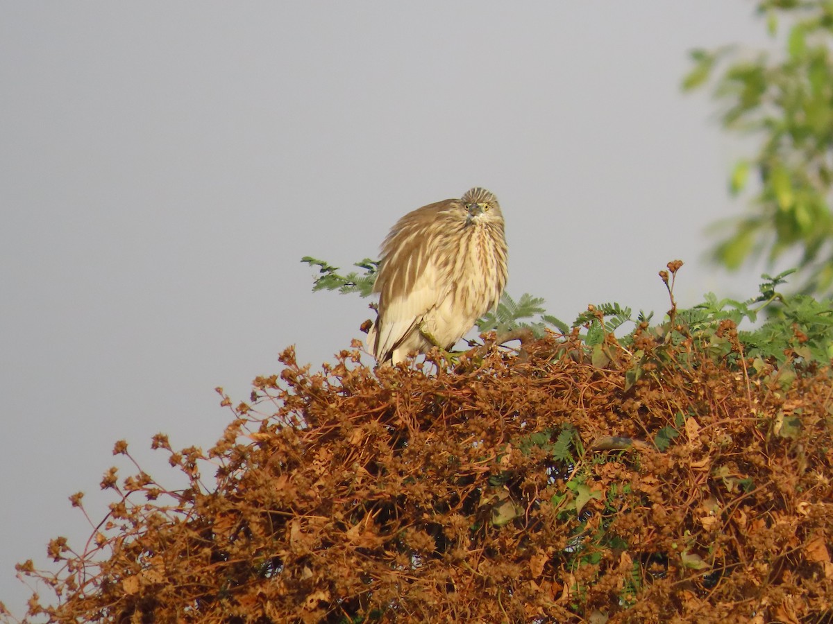 Indian Pond-Heron - ML627803171