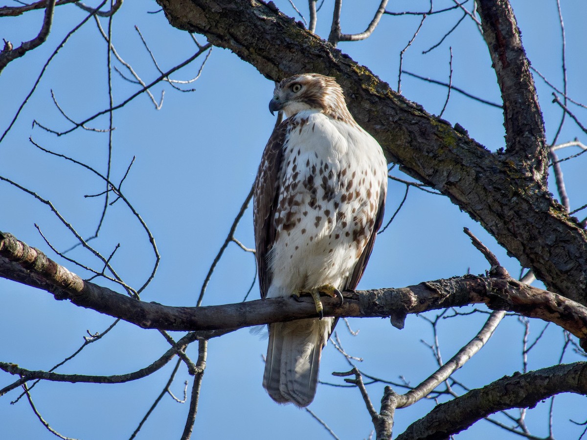 Red-tailed Hawk - ML627803174