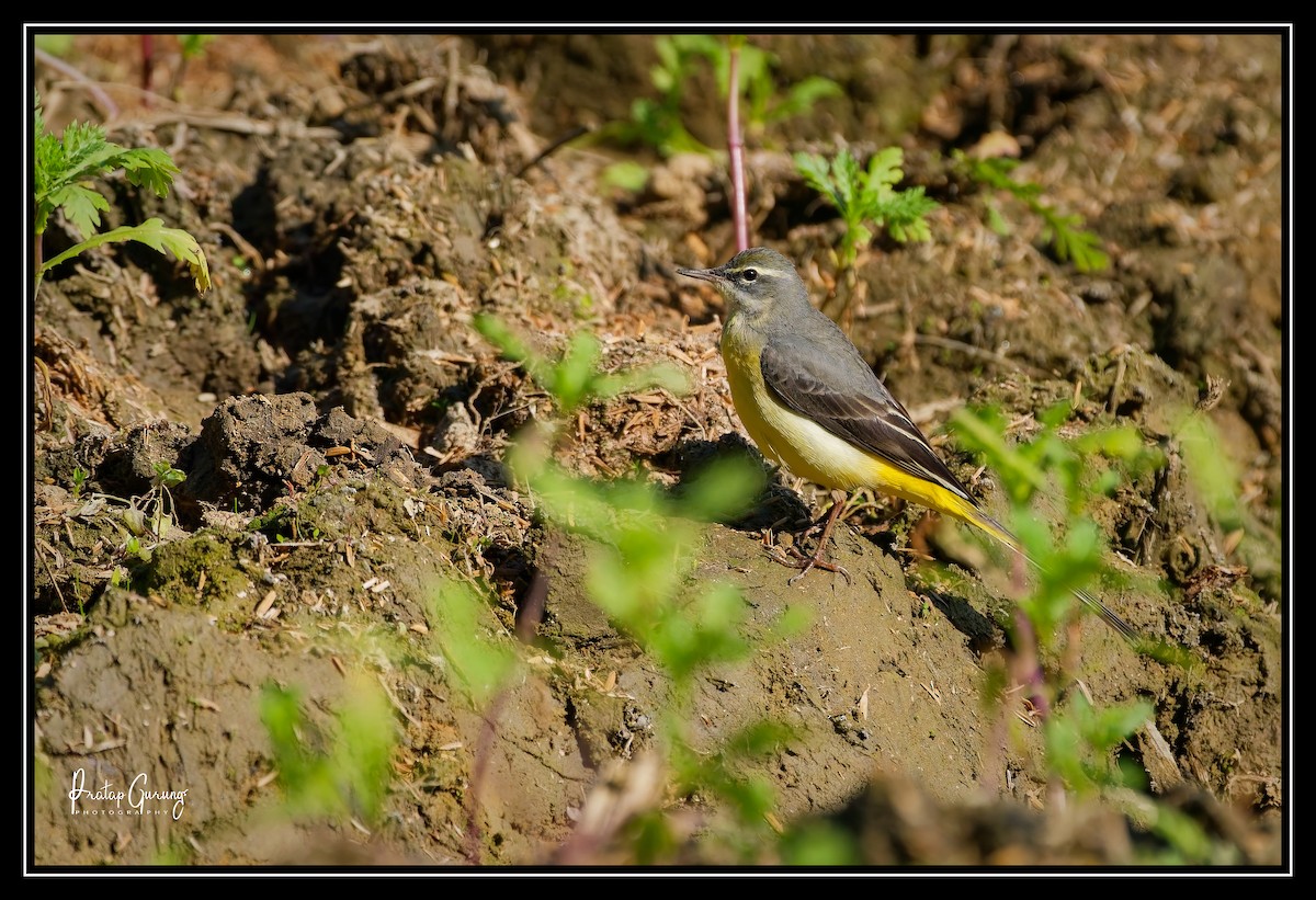 Lavandera Cascadeña - ML627803187