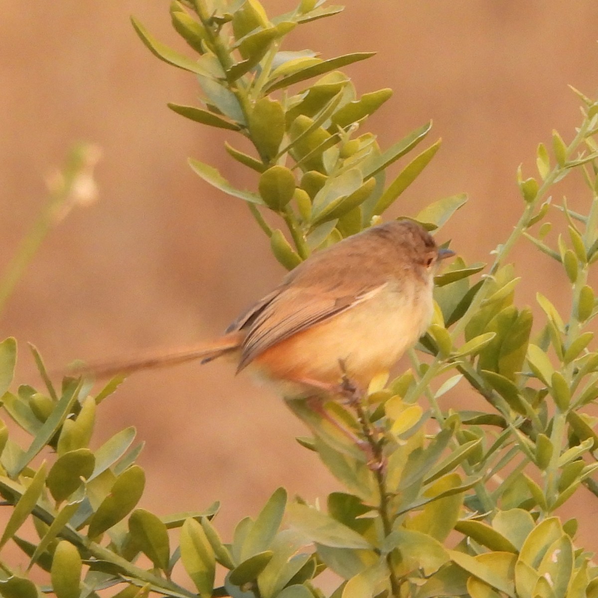 Prinia Sencilla - ML627803215