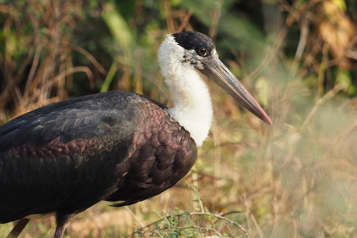 Asian Woolly-necked Stork - ML627803259