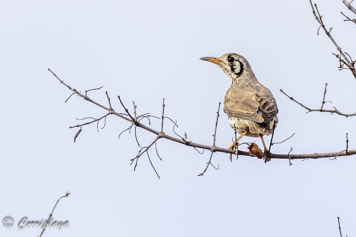 Groundscraper Thrush - ML627803305