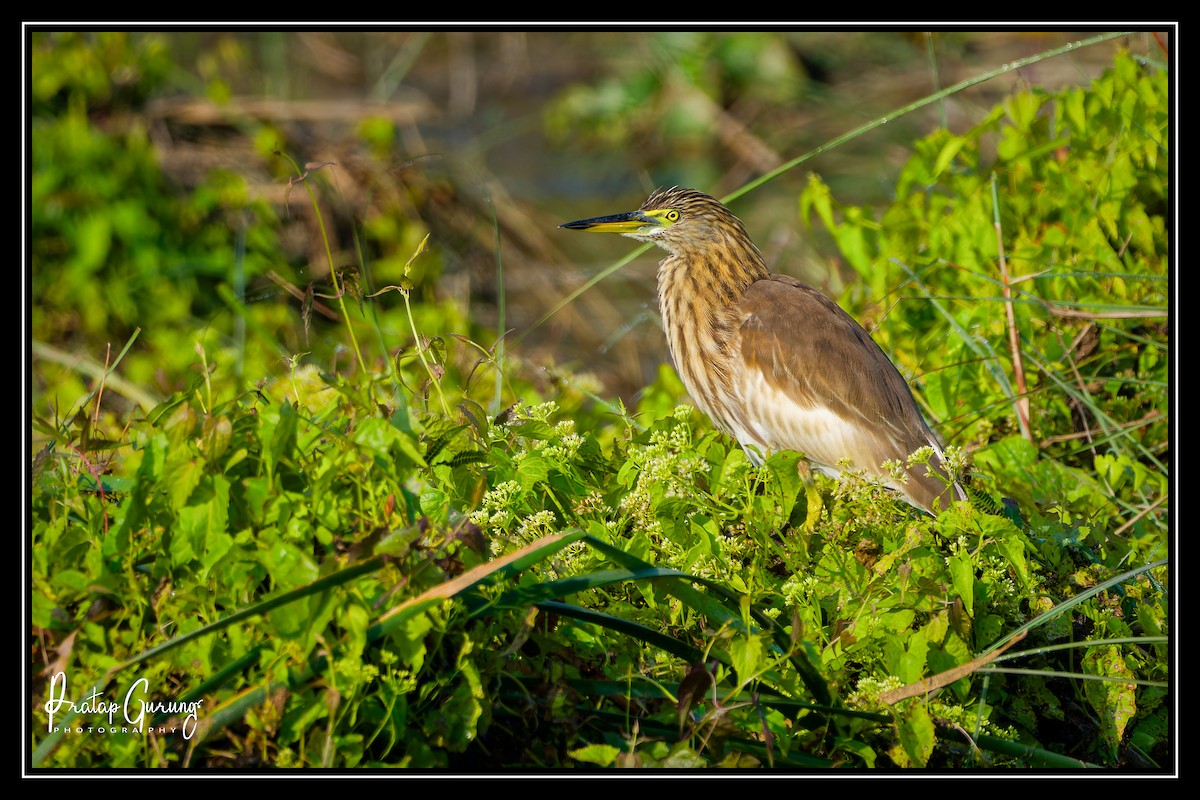 Indian Pond-Heron - ML627803343