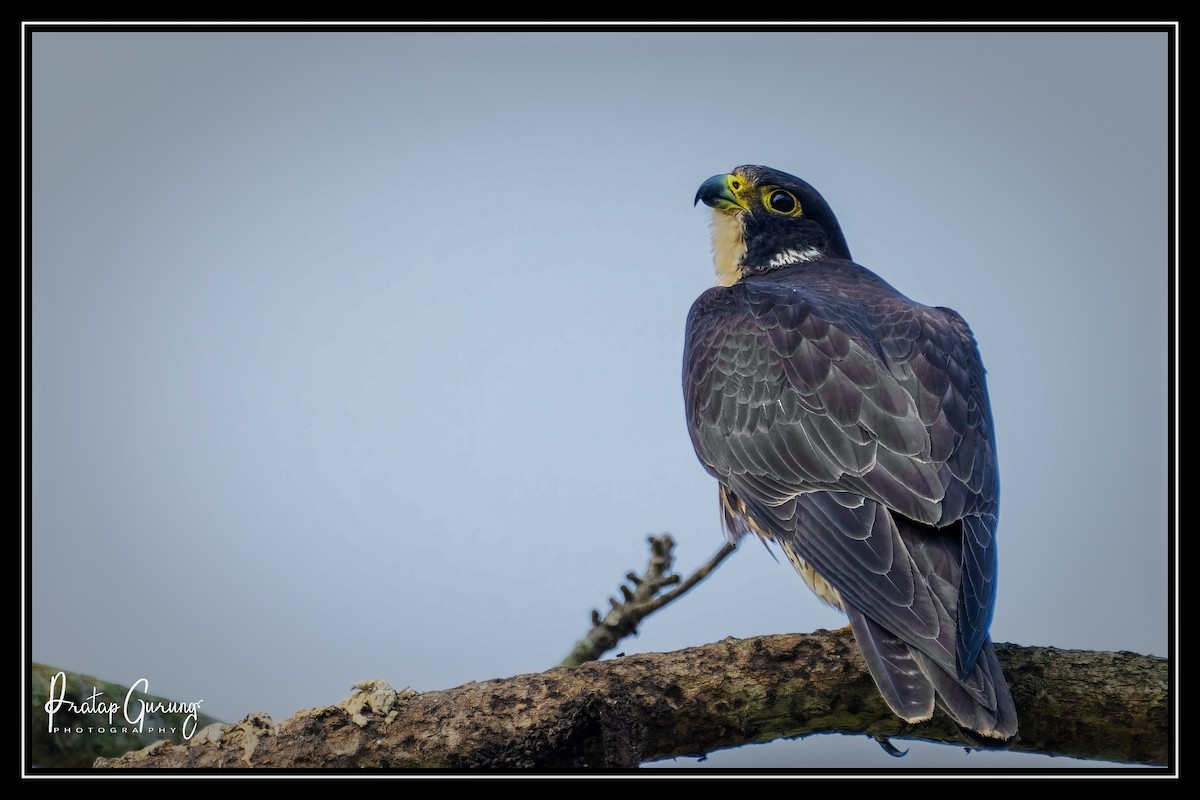 Peregrine Falcon - ML627803378