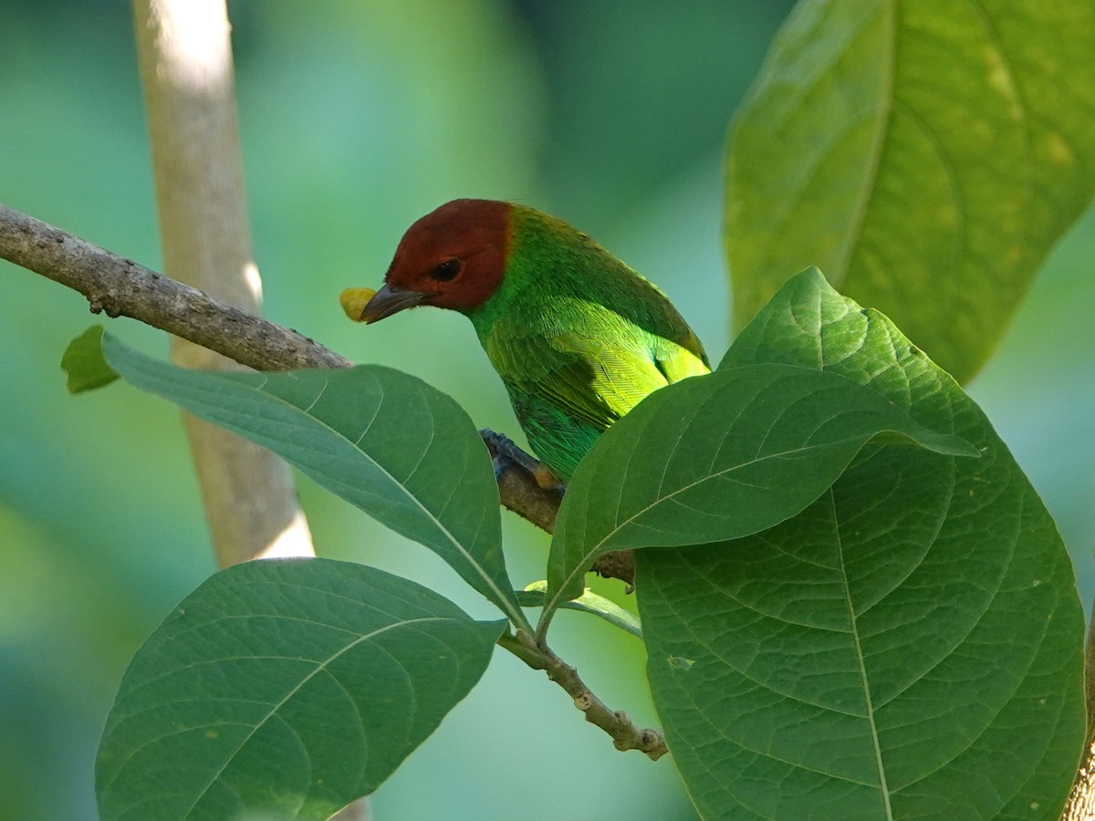 Bay-headed Tanager - ML627803384