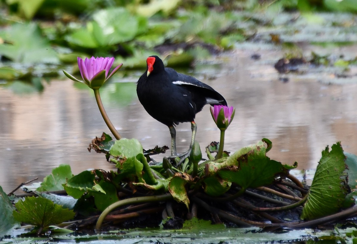 Common Gallinule - ML627803428