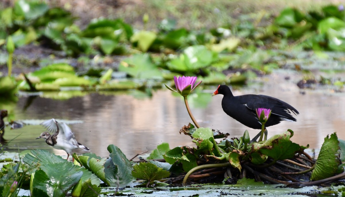 Common Gallinule - ML627803429