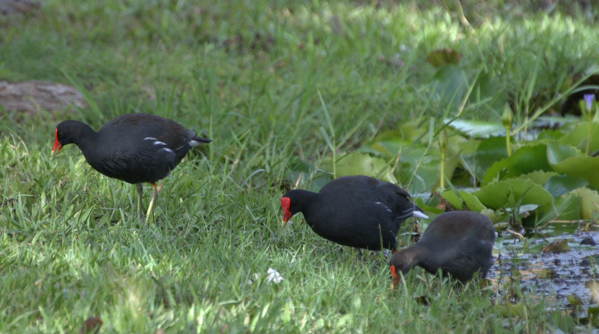 Common Gallinule - ML627803430