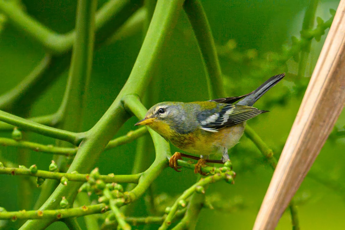 Northern Parula - ML627803569