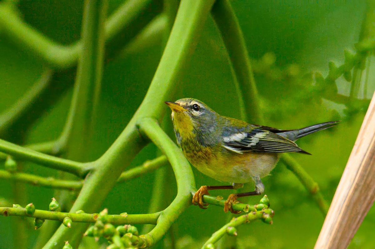 Northern Parula - ML627803570