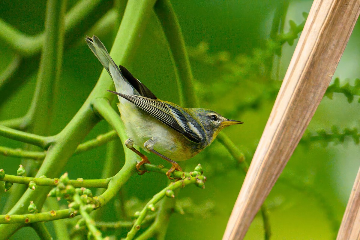 Northern Parula - ML627803571