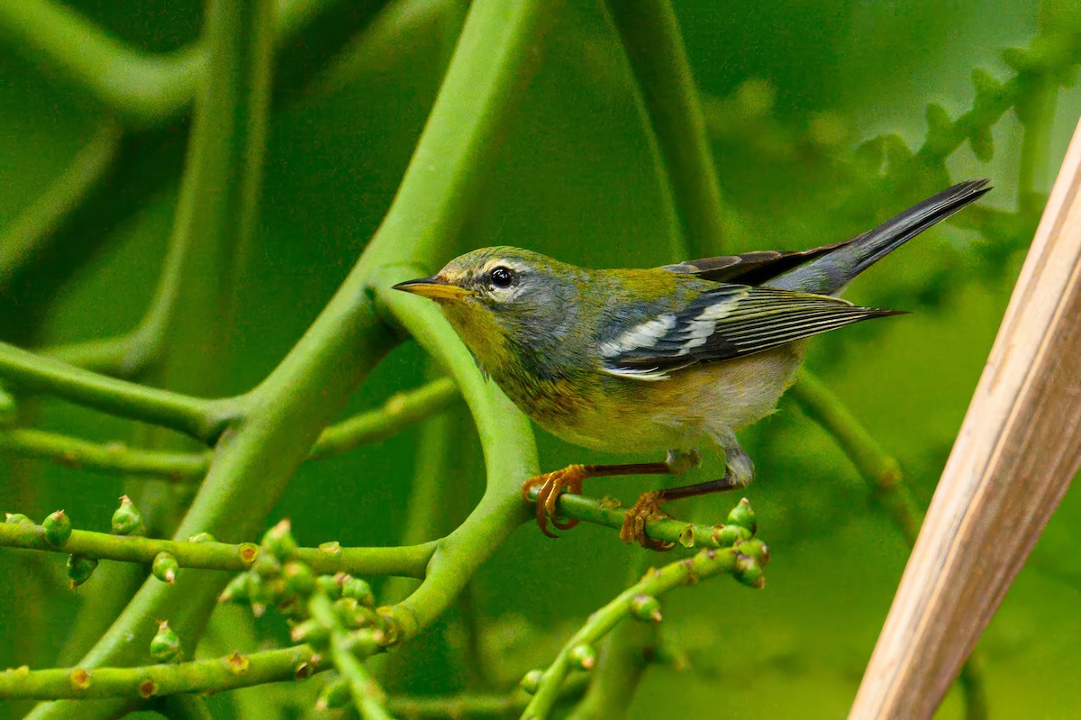 Northern Parula - ML627803573