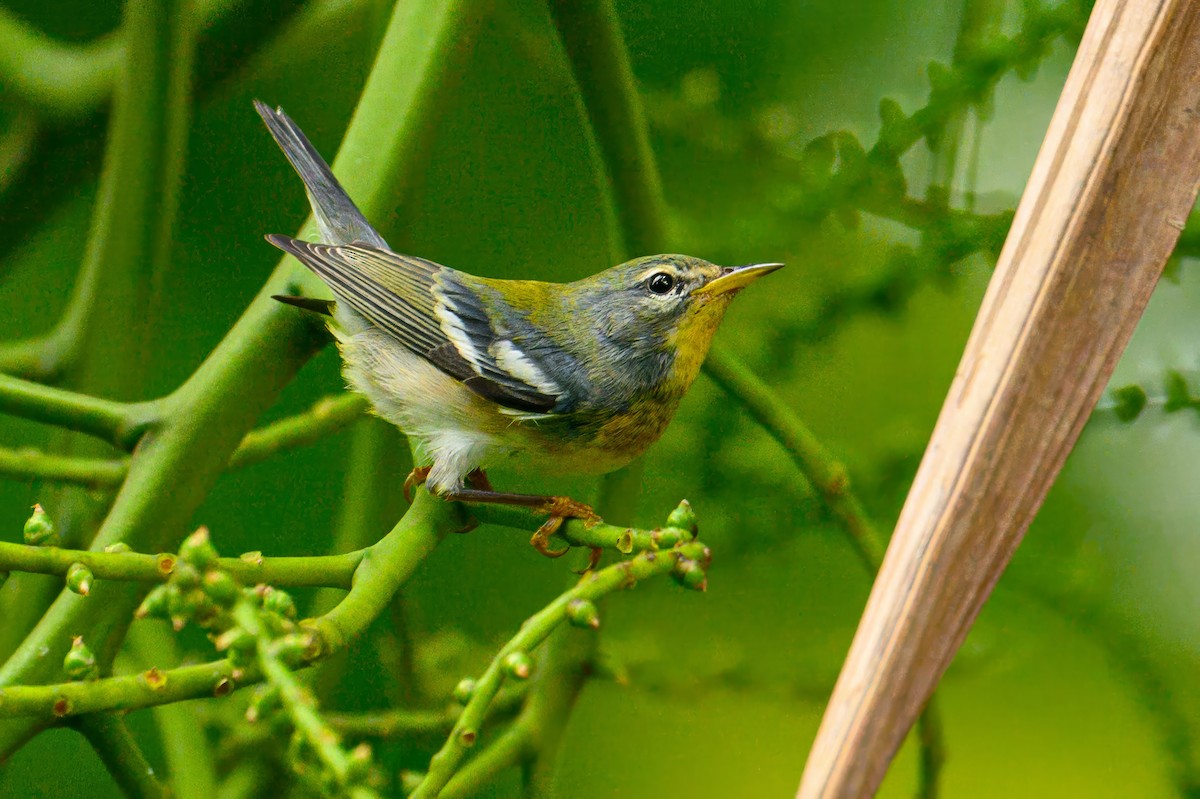 Northern Parula - ML627803574