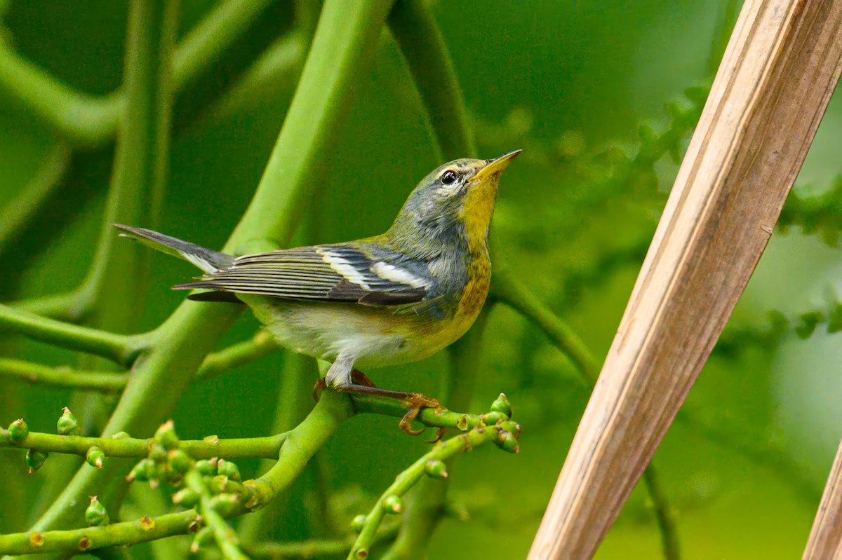 Northern Parula - ML627803575