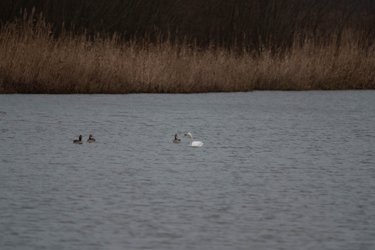 Graylag Goose - ML627803581