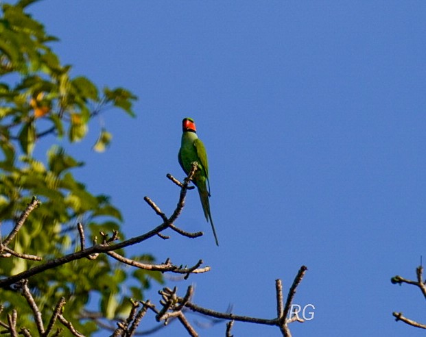 Long-tailed Parakeet - ML627803607