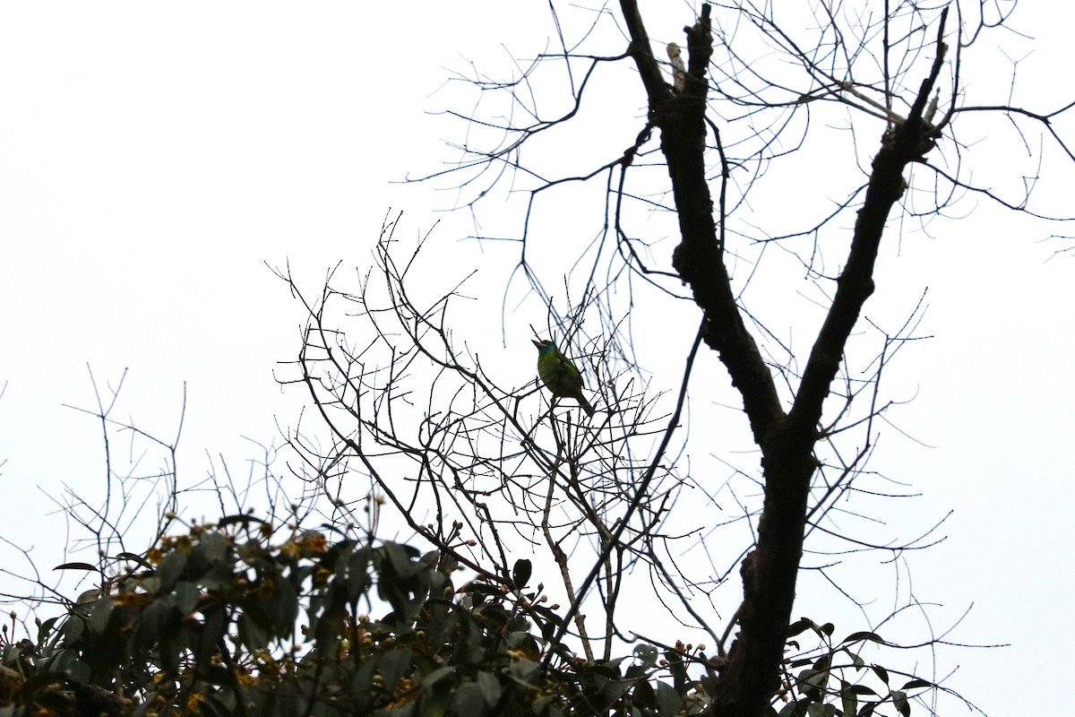 Blue-throated Barbet - ML627803640