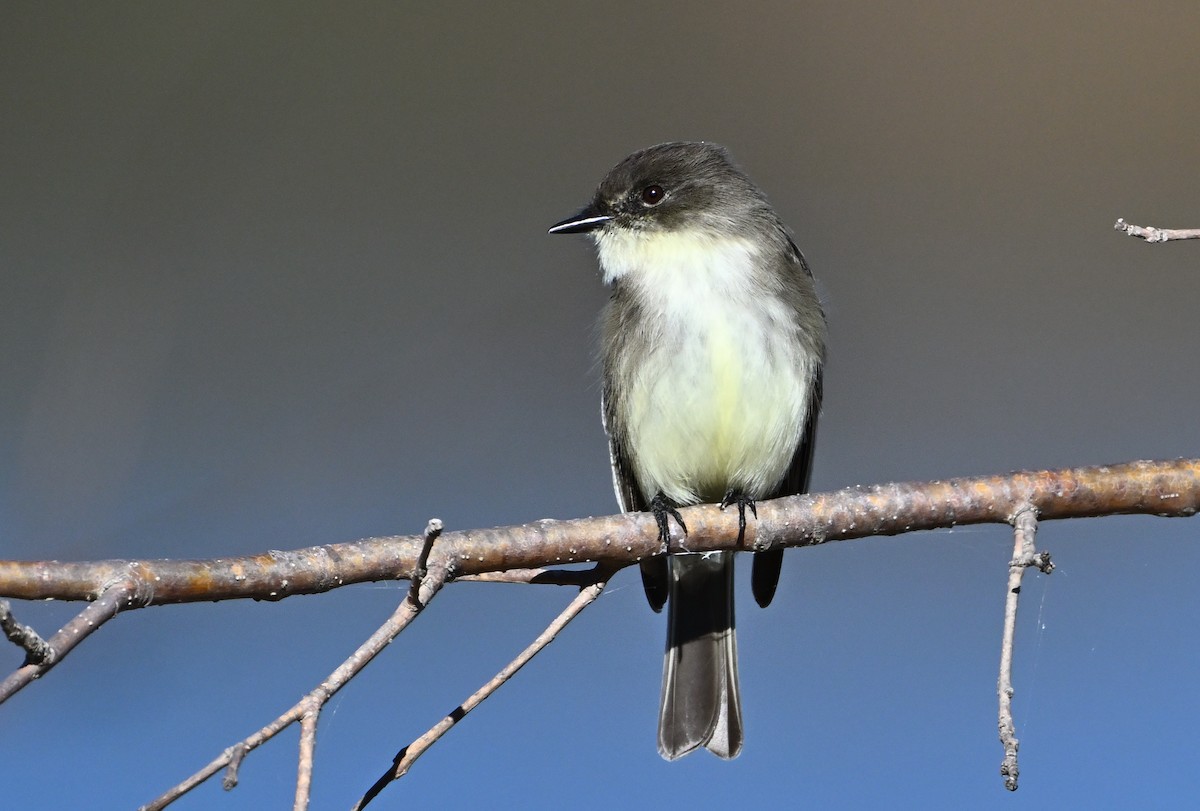 Eastern Phoebe - ML627803666