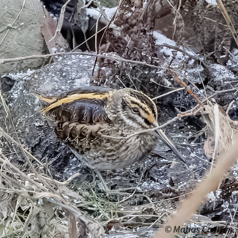 Jack Snipe - ML627803669