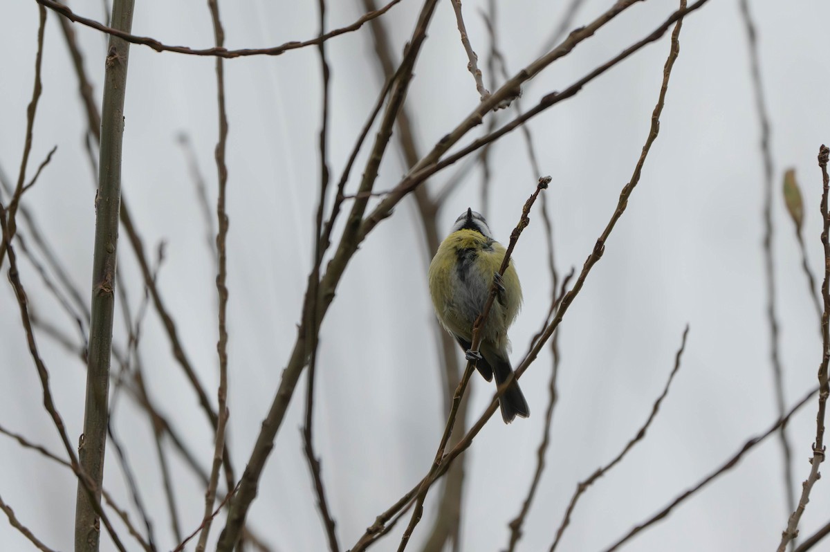 Eurasian Blue Tit - ML627803708