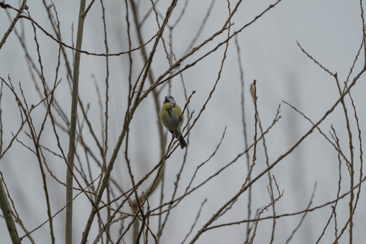 Eurasian Blue Tit - ML627803709