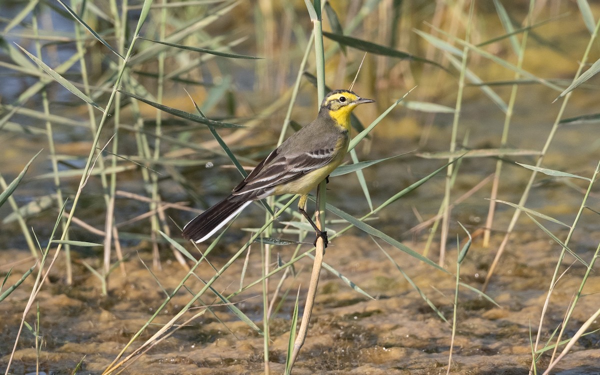 Citrine Wagtail - ML627803750