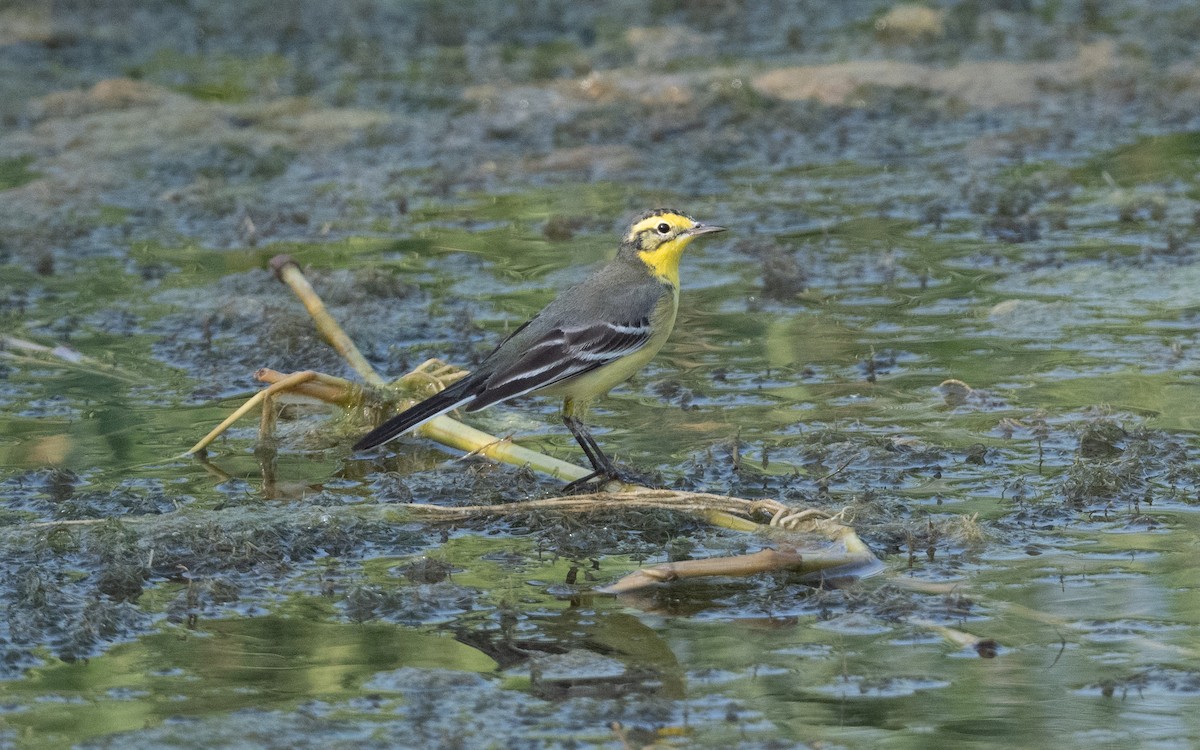 Citrine Wagtail - ML627803751
