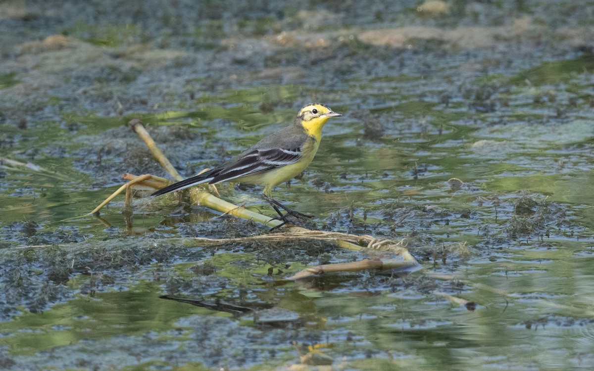 Citrine Wagtail - ML627803752